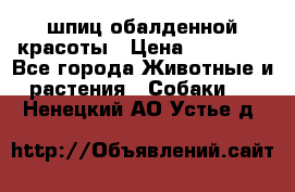 шпиц обалденной красоты › Цена ­ 22 000 - Все города Животные и растения » Собаки   . Ненецкий АО,Устье д.